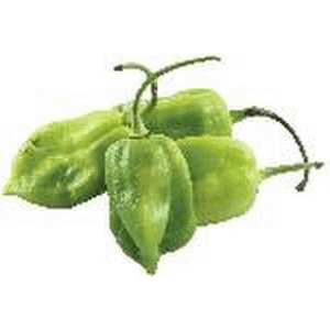 Chile Habanero Mt